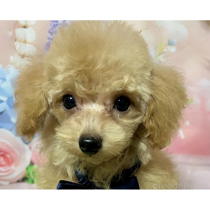 販売中の岡山県のタイニープードル-428374の6枚目