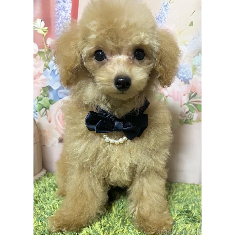 販売中の岡山県のタイニープードル-428374の5枚目