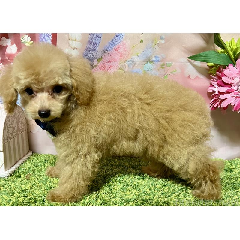 販売中の岡山県のタイニープードル-428374の4枚目