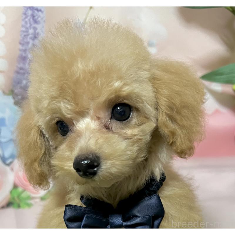 販売中の岡山県のタイニープードル-428374の3枚目