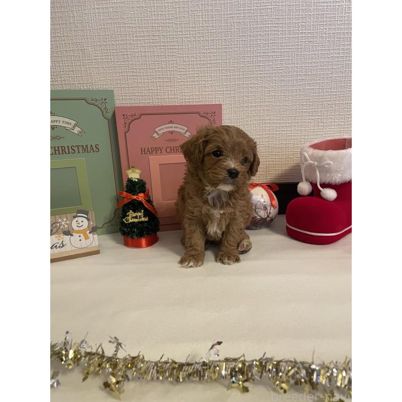 販売中の神奈川県のキャバプー:キャバリア×トイプードル-427095