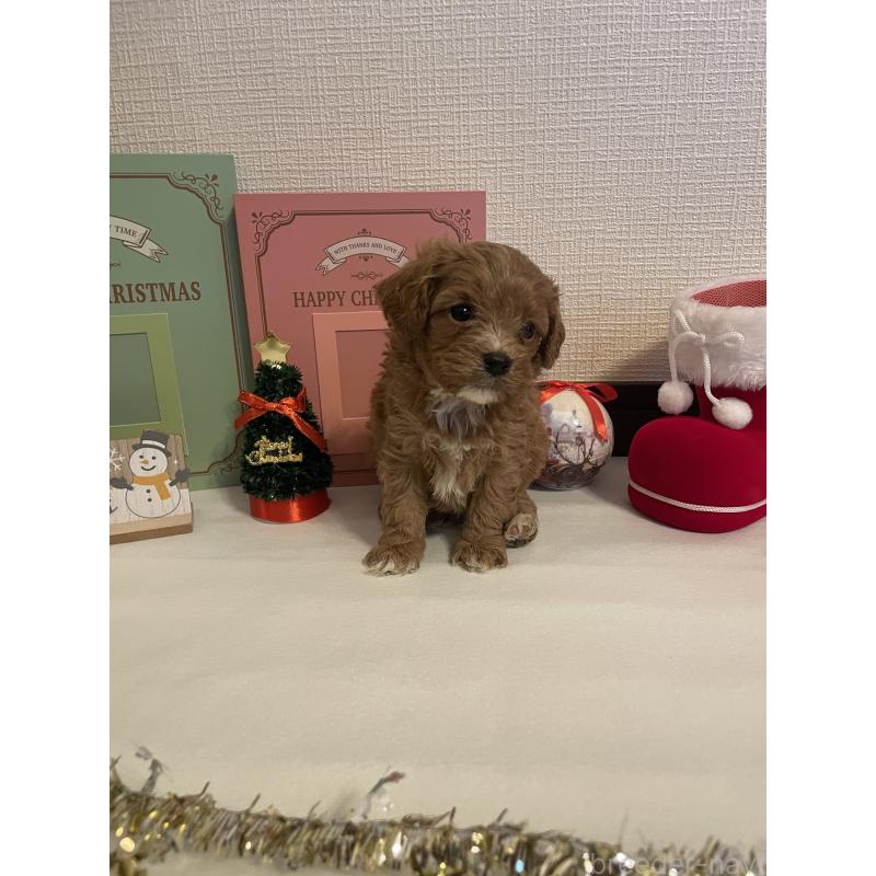 成約済の神奈川県のキャバプー:キャバリア×トイプードル-427095の12枚目