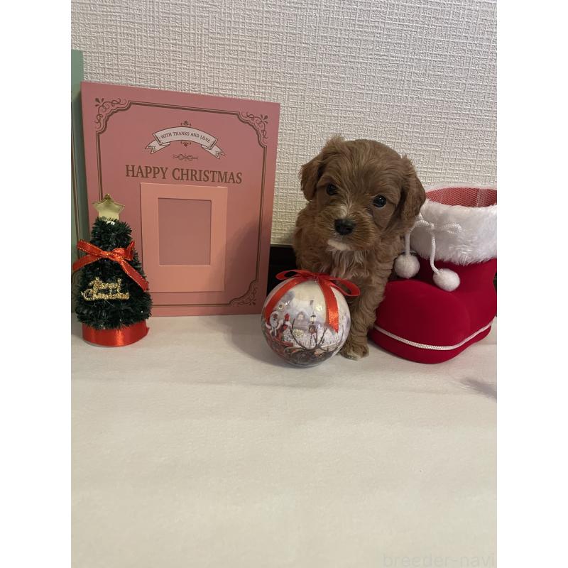 成約済の神奈川県のキャバプー:キャバリア×トイプードル-427095の11枚目