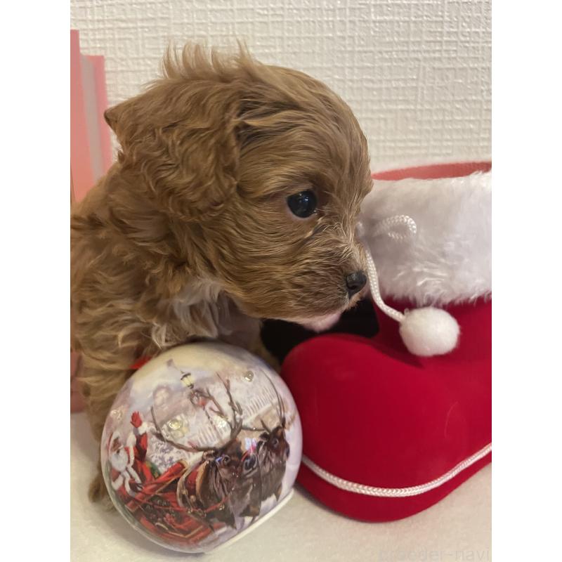 成約済の神奈川県のキャバプー:キャバリア×トイプードル-427095の10枚目