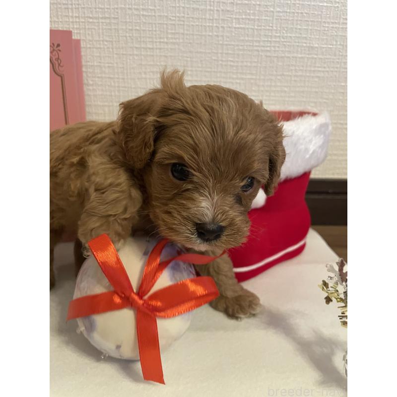 成約済の神奈川県のキャバプー:キャバリア×トイプードル-427095の8枚目