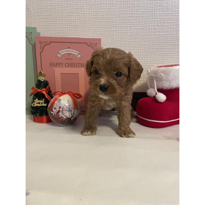 成約済の神奈川県のキャバプー:キャバリア×トイプードル-427095の7枚目