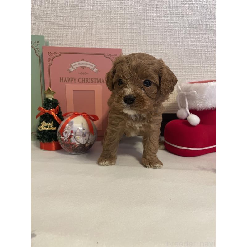 成約済の神奈川県のキャバプー:キャバリア×トイプードル-427095の6枚目