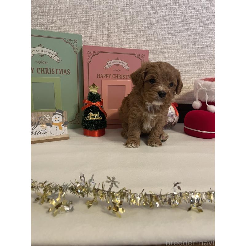 成約済の神奈川県のキャバプー:キャバリア×トイプードル-427095の5枚目