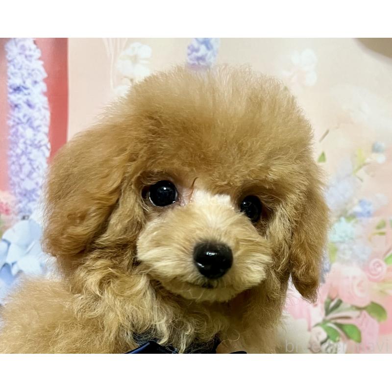 販売中の岡山県のタイニープードル-428375の8枚目