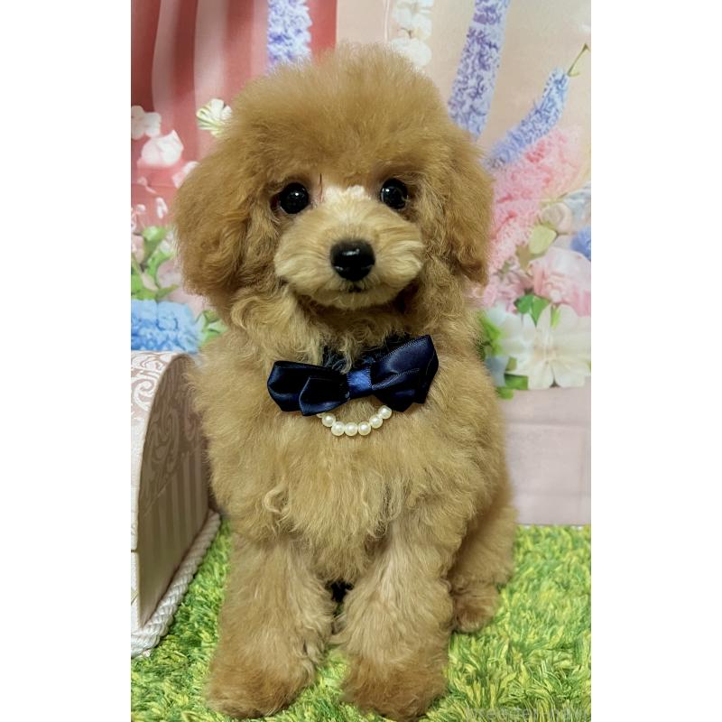 販売中の岡山県のタイニープードル-428375の7枚目