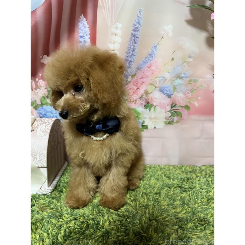 販売中の岡山県のタイニープードル-428375の6枚目