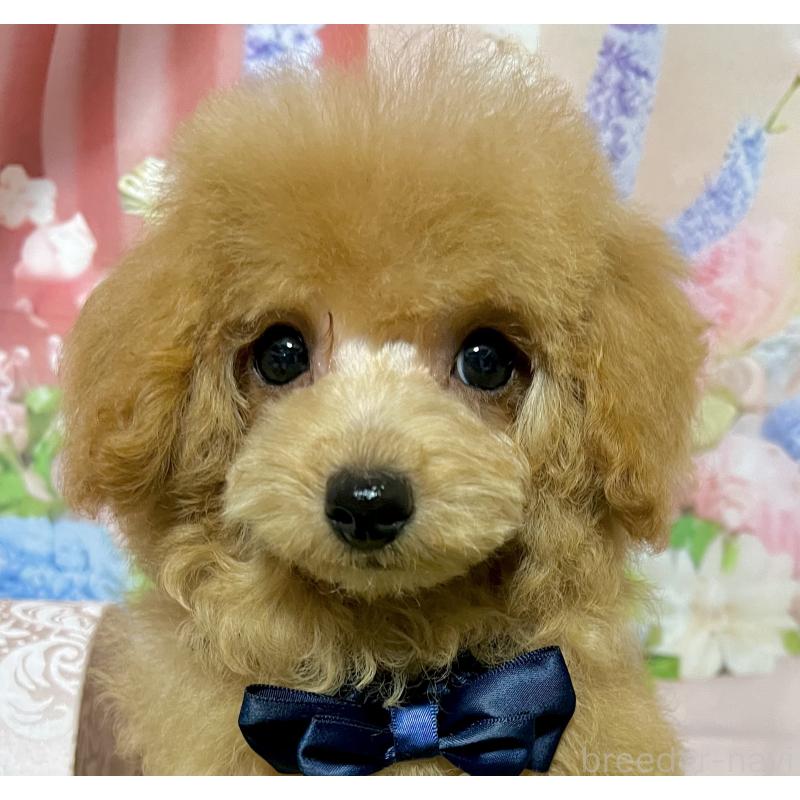 販売中の岡山県のタイニープードル-428375の5枚目