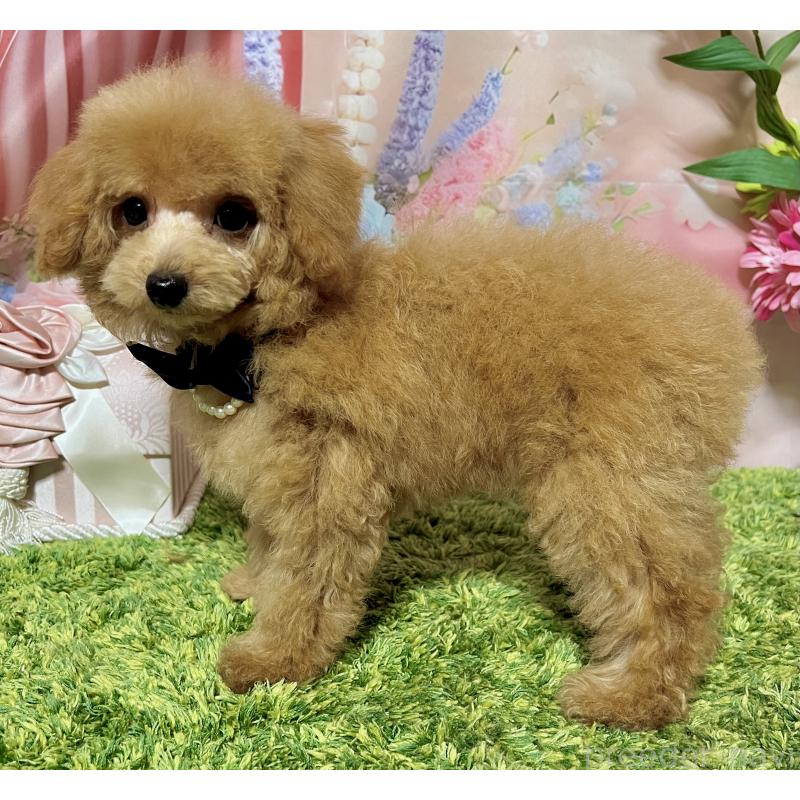 販売中の岡山県のタイニープードル-428375の3枚目