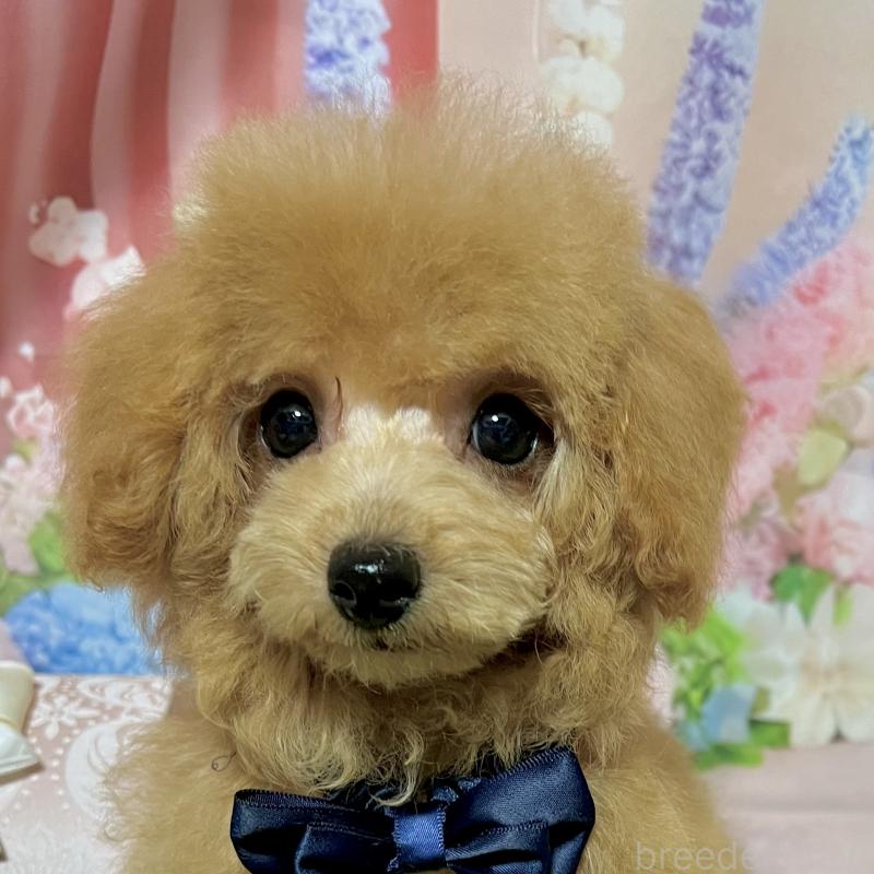 販売中の岡山県のタイニープードル-428375の2枚目