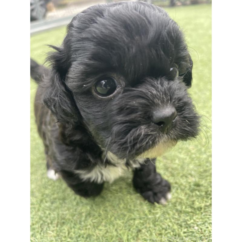 販売中の広島県のミックス犬-428378の1枚目