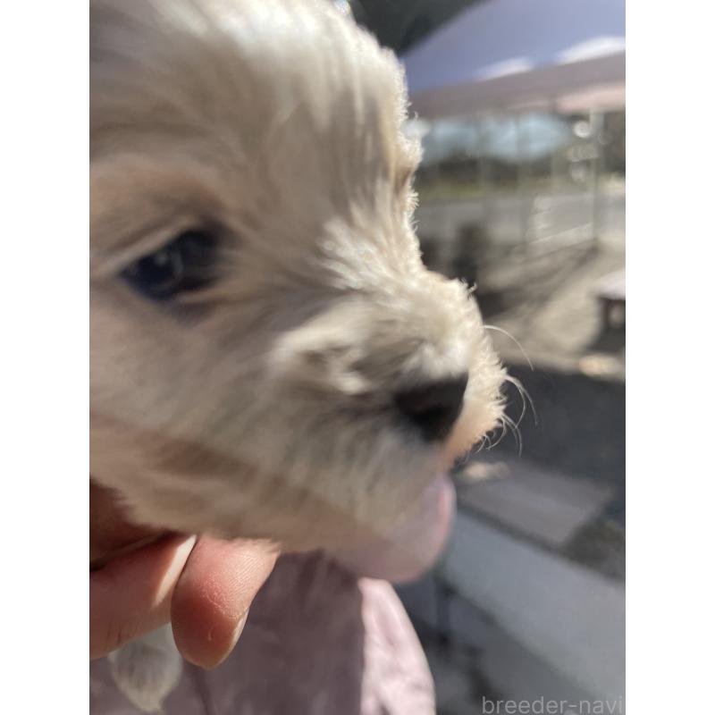 販売中の栃木県のミックス犬-424370