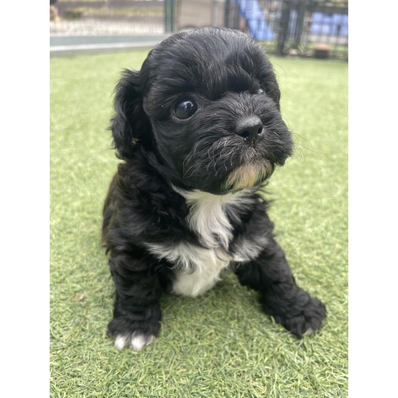 販売中の広島県のミックス犬-428378の15枚目