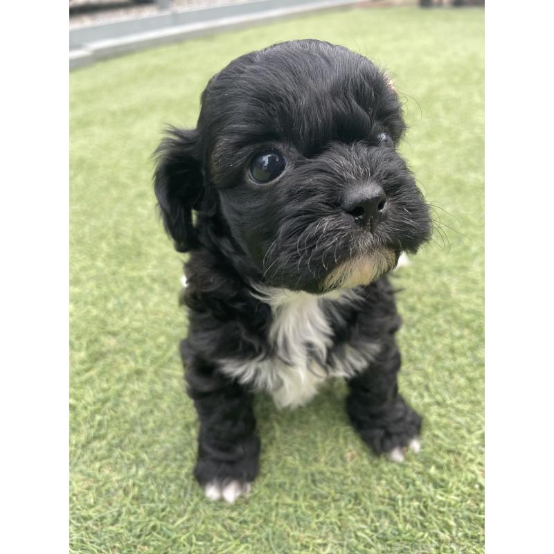 販売中の広島県のミックス犬-428378の14枚目