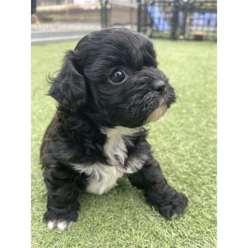 販売中の広島県のミックス犬-428378の13枚目