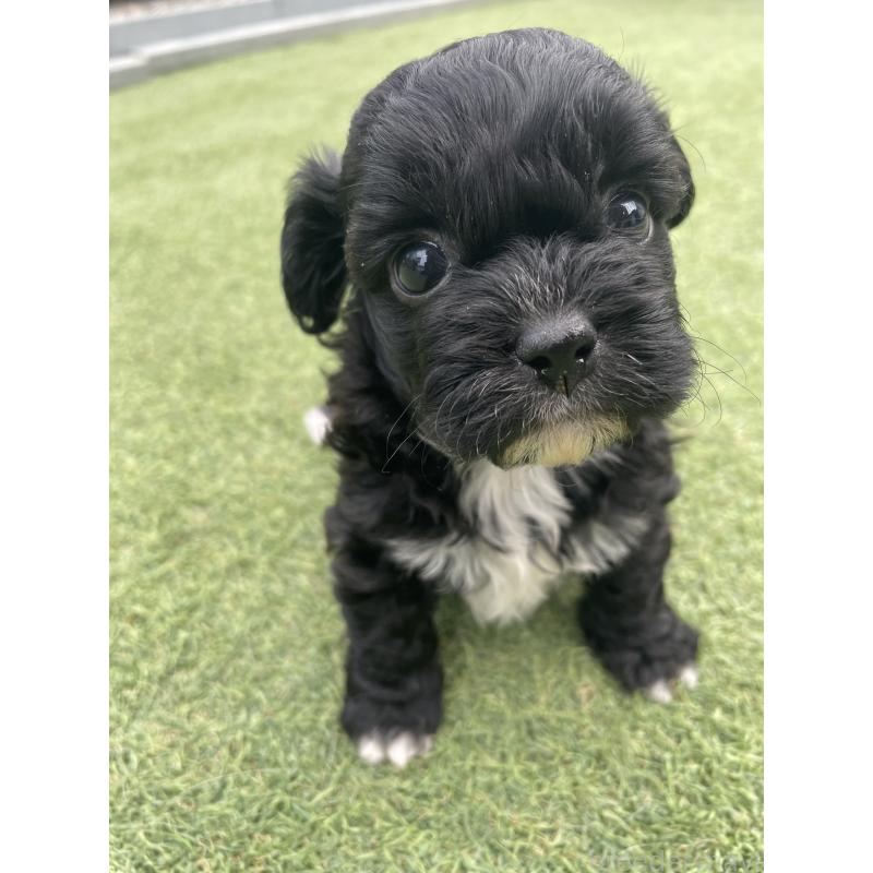 販売中の広島県のミックス犬-428378の12枚目