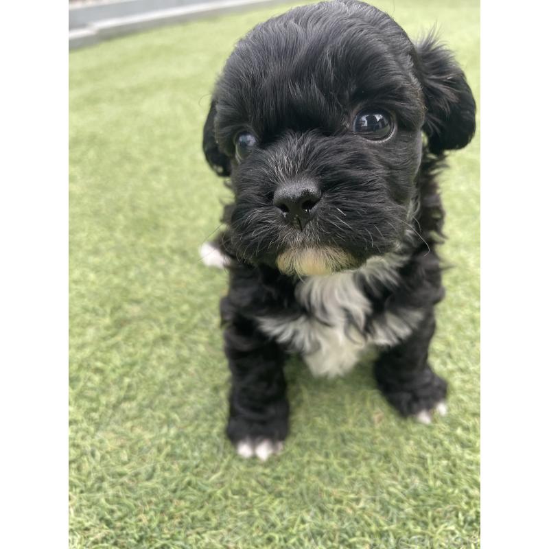 販売中の広島県のミックス犬-428378の11枚目