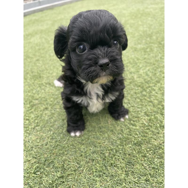 販売中の広島県のミックス犬-428378の10枚目