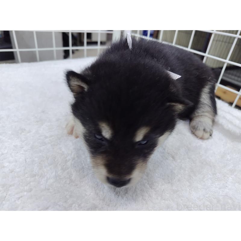 販売中の大阪府の柴犬-428376の3枚目