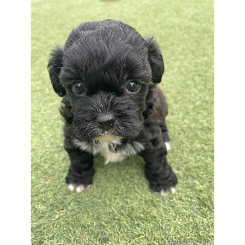 販売中の広島県のミックス犬-428378の9枚目