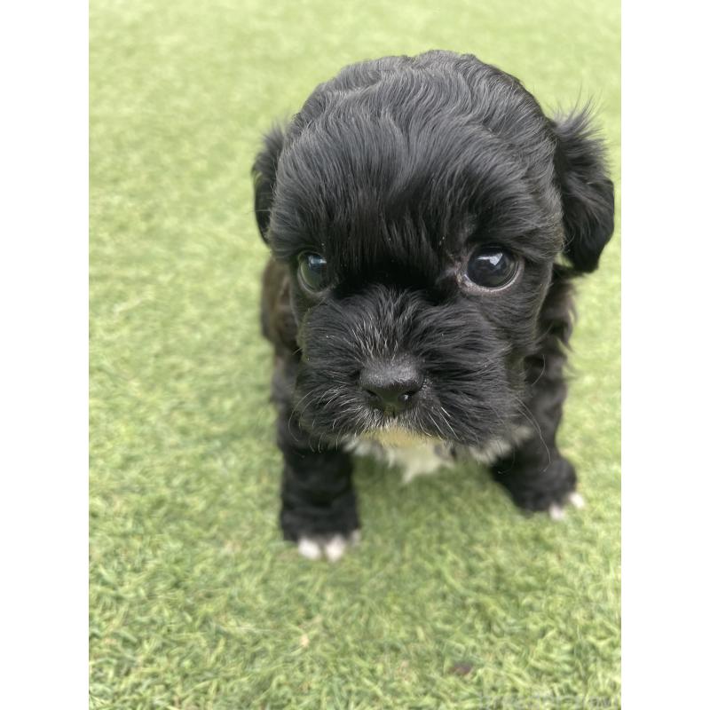 販売中の広島県のミックス犬-428378の8枚目