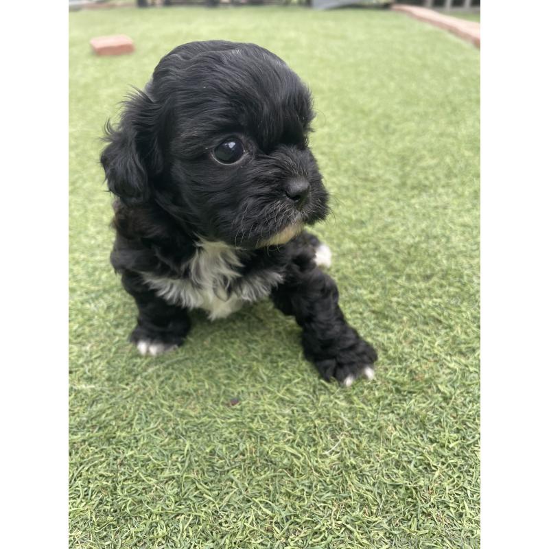 販売中の広島県のミックス犬-428378の7枚目