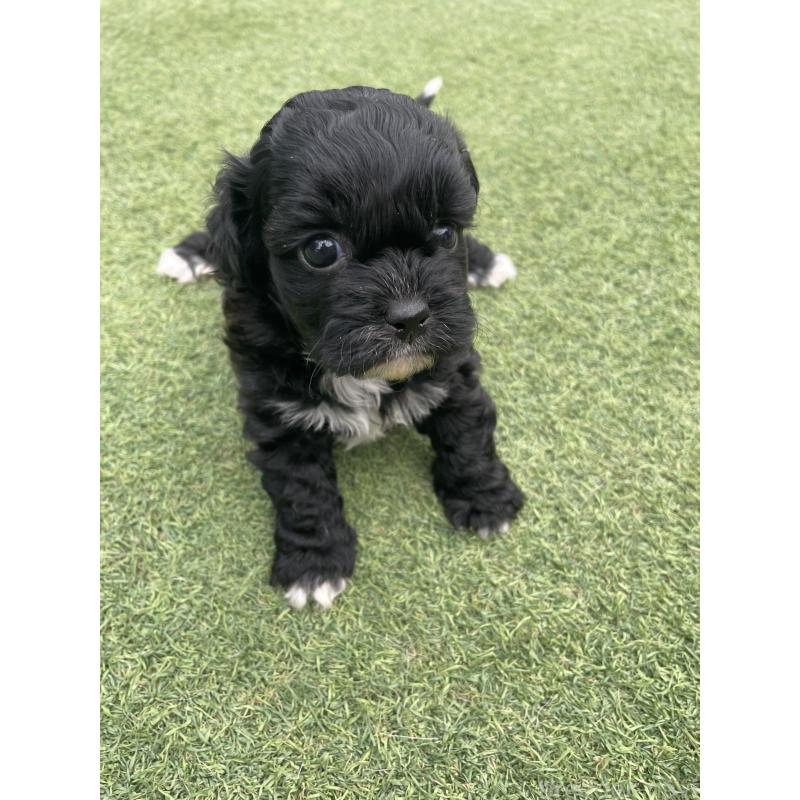 販売中の広島県のミックス犬-428378の6枚目