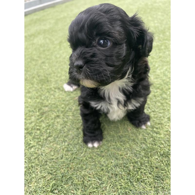 販売中の広島県のミックス犬-428378の5枚目