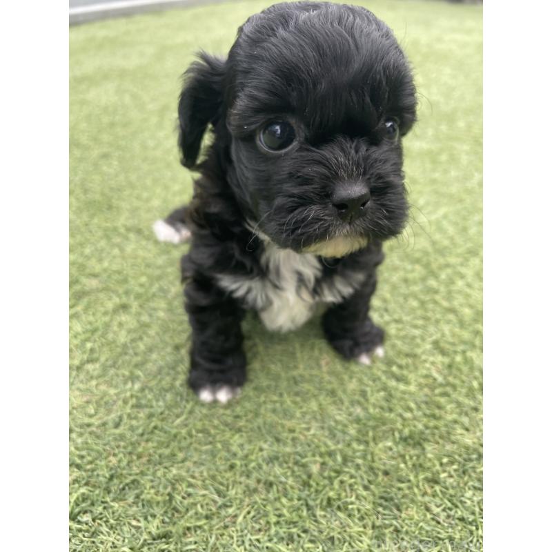 販売中の広島県のミックス犬-428378の4枚目