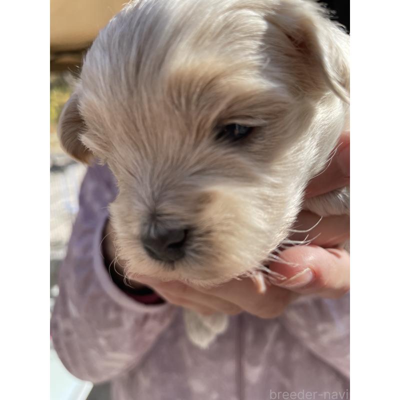 販売中の栃木県のミックス犬-424368