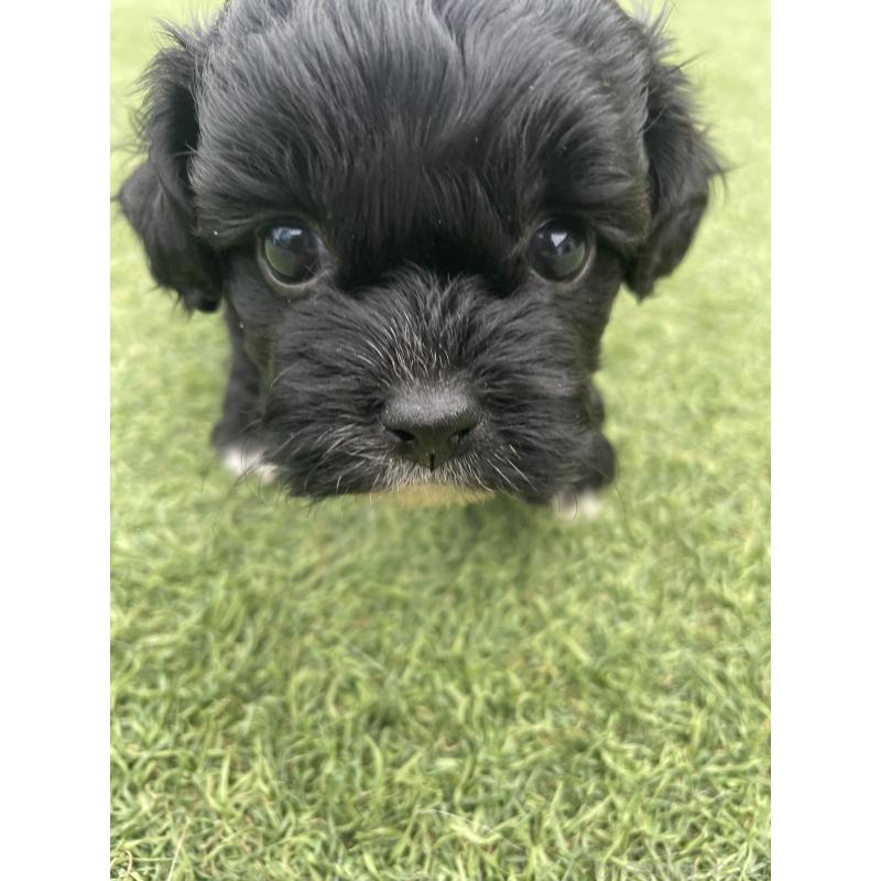 販売中の広島県のミックス犬-428378の3枚目