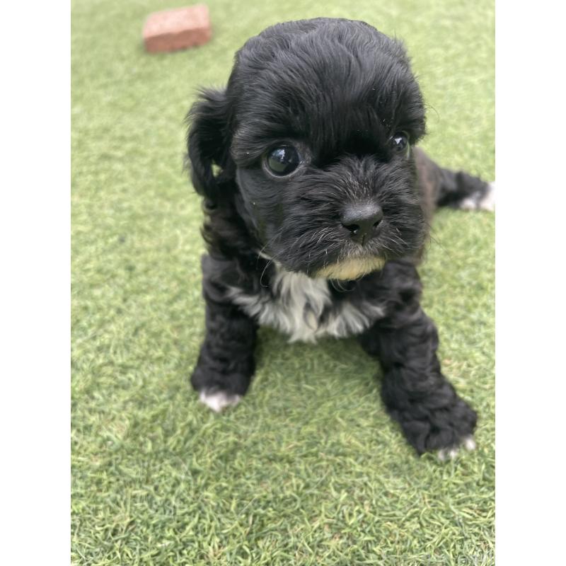 販売中の広島県のミックス犬-428378の2枚目