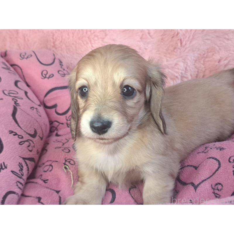 成約済の愛知県のミニチュアダックスフンド(ロングヘアード)-423205の5枚目