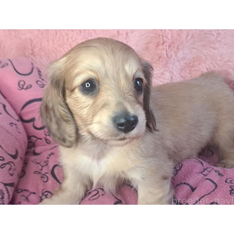 販売中の愛知県のミニチュアダックスフンド(ロングヘアード)-423205