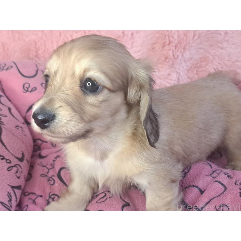 成約済の愛知県のミニチュアダックスフンド(ロングヘアード)-423205の1枚目