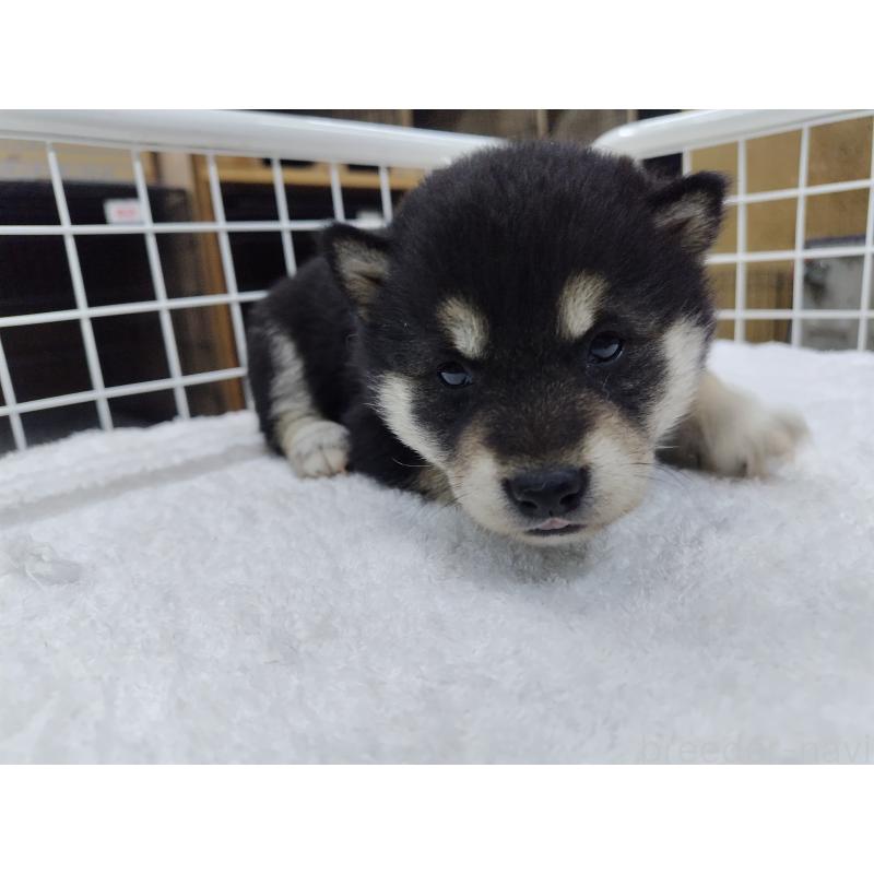 販売中の大阪府の柴犬-428376の2枚目