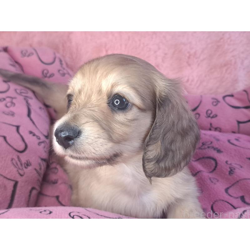 成約済の愛知県のミニチュアダックスフンド(ロングヘアード)-423205の3枚目