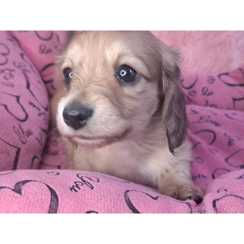 成約済の愛知県のミニチュアダックスフンド(ロングヘアード)-423205の2枚目