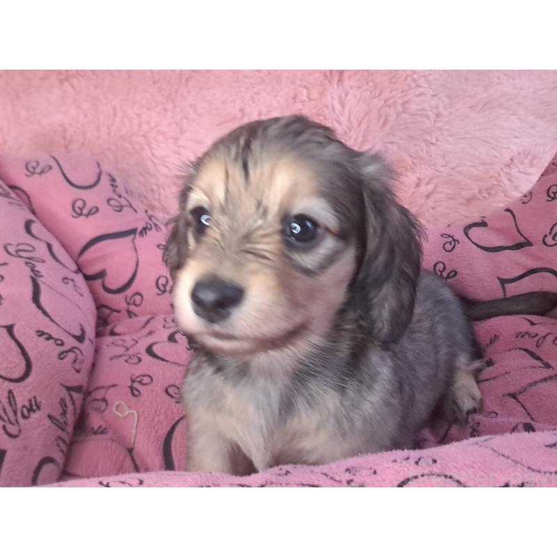 販売中の愛知県のミニチュアダックスフンド(ロングヘアード)-423204の16枚目