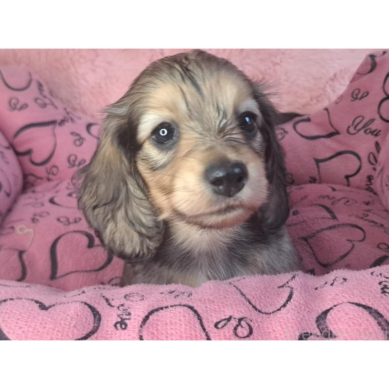 販売中の愛知県のミニチュアダックスフンド(ロングヘアード)-423204の15枚目