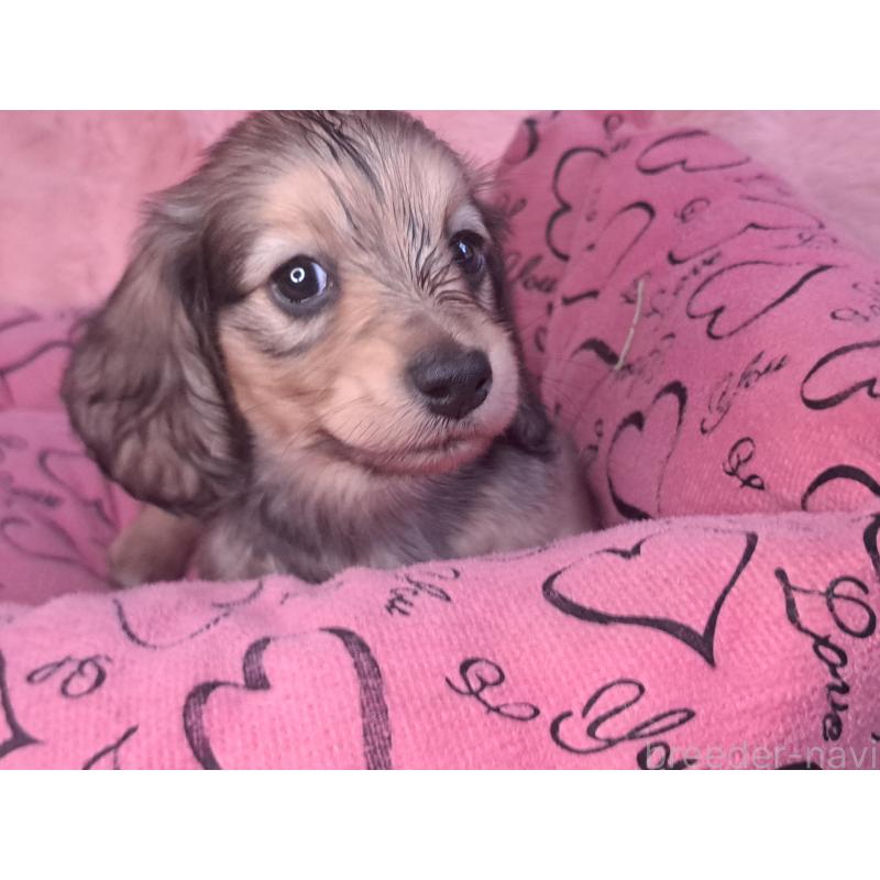 販売中の愛知県のミニチュアダックスフンド(ロングヘアード)-423204の14枚目