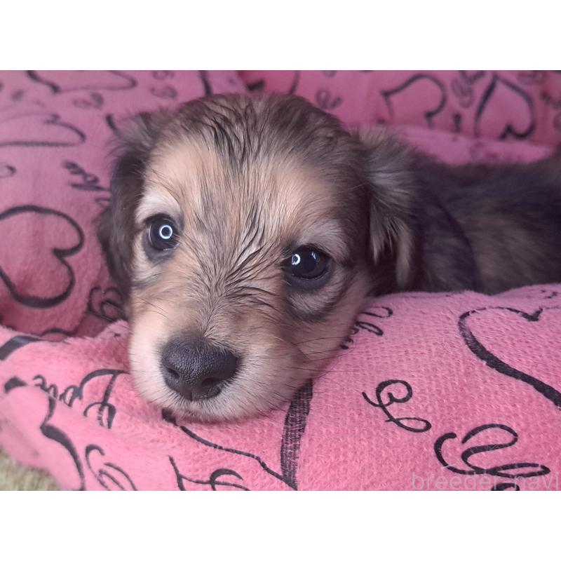 販売中の愛知県のミニチュアダックスフンド(ロングヘアード)-423204