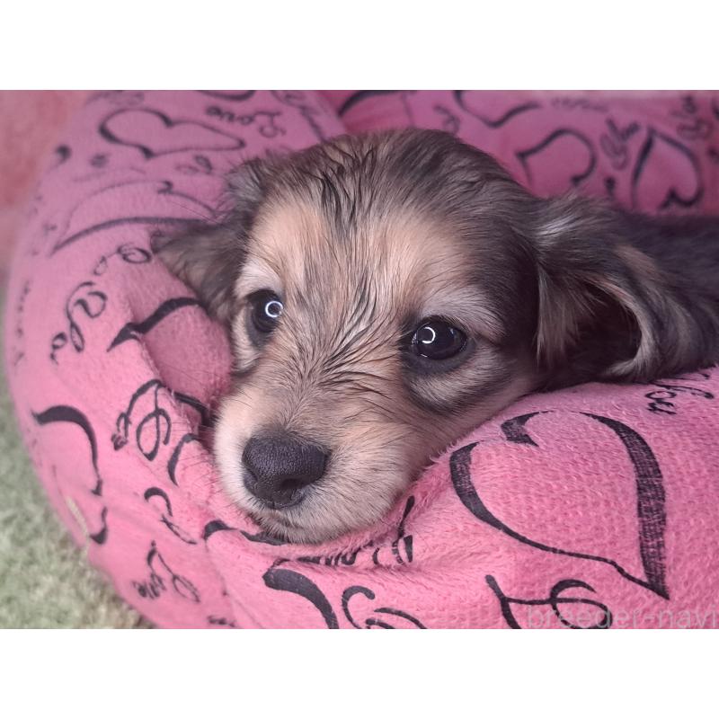 販売中の愛知県のミニチュアダックスフンド(ロングヘアード)-423204の12枚目