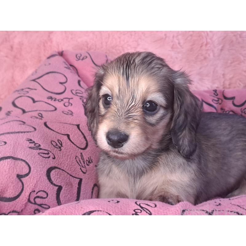 販売中の愛知県のミニチュアダックスフンド(ロングヘアード)-423204の11枚目