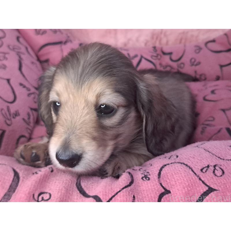 販売中の愛知県のミニチュアダックスフンド(ロングヘアード)-423202の16枚目