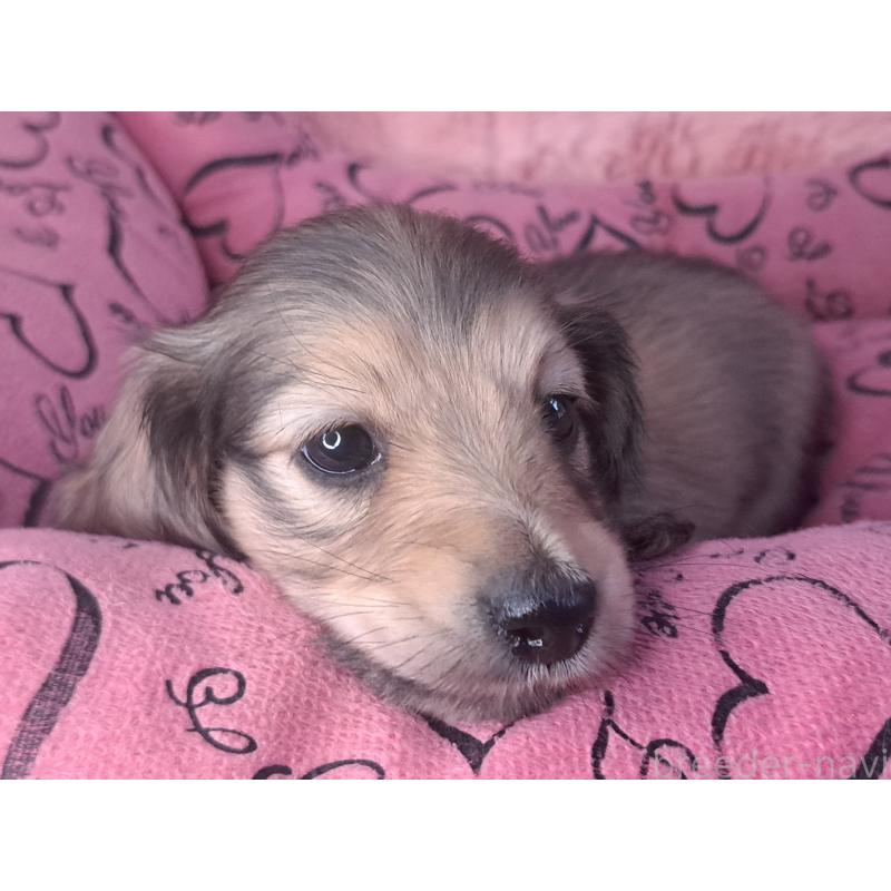 販売中の愛知県のミニチュアダックスフンド(ロングヘアード)-423202